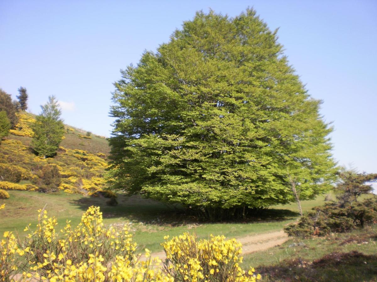 Auberge Du Tarnon Les Vanels Exteriör bild